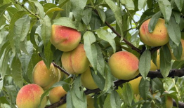 黄桃视频,探寻甜蜜背后的故事