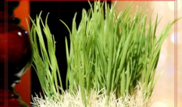 草草视频在线,轻松掌握短视频制作技巧