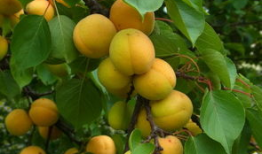 日本大黄视频,一场视觉与文化的碰撞之旅